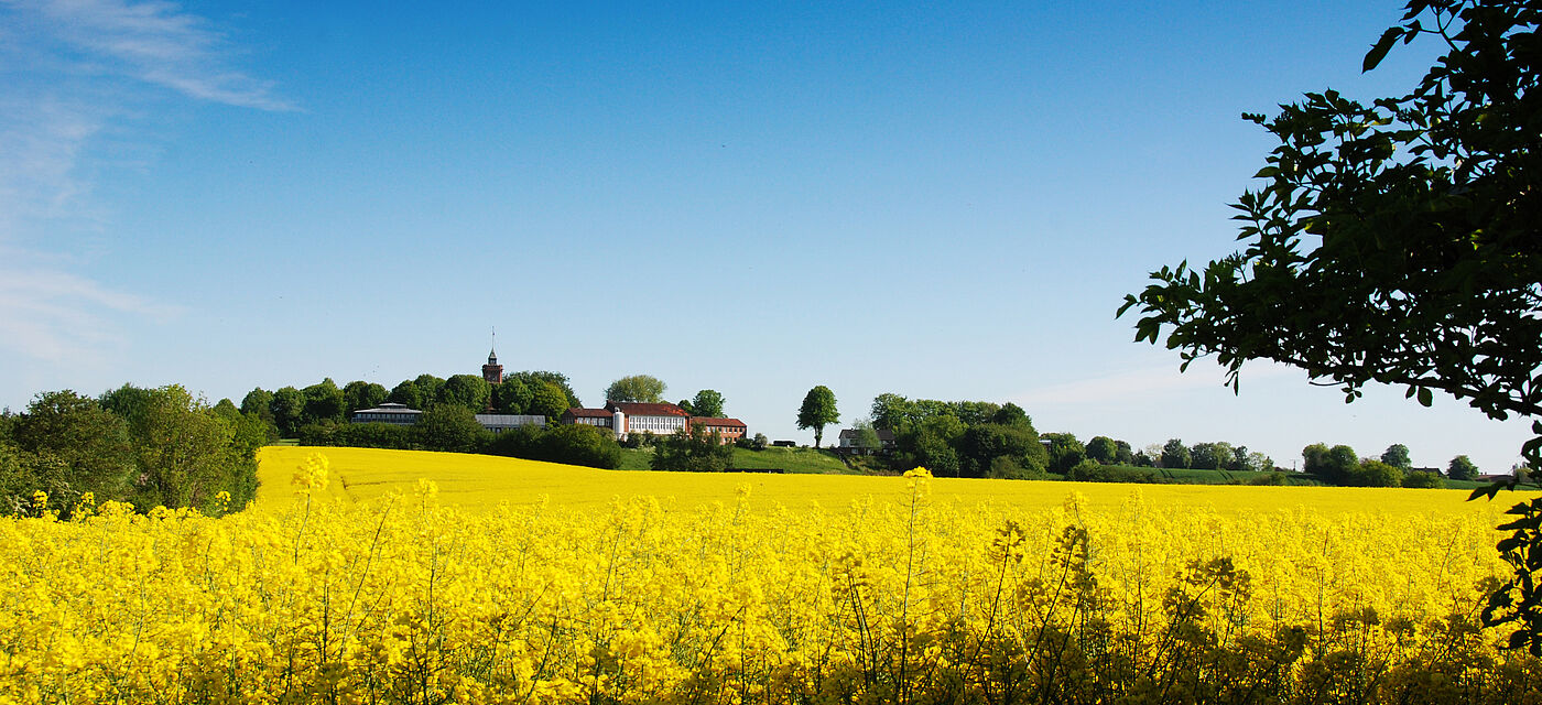 Rapsfeld vor der IBJ Scheersberg.